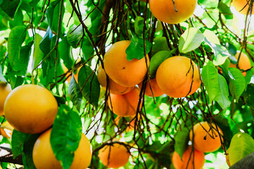grapefruit branches, bright green leaves, a lot of ripe fruits on the tree, sunny citrus garden