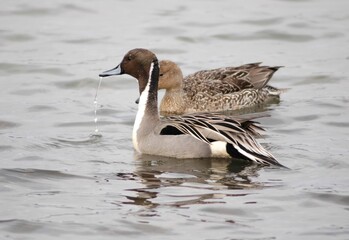 Northern Pintail Duck on Winter Lake in Korea