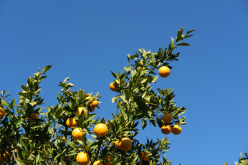 garden with orange trees, organic mediyterranean farm concept, sunny natural background