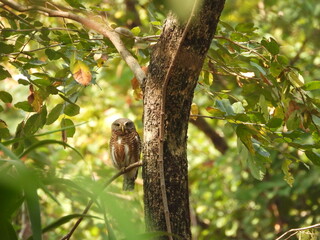 Owl