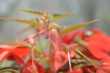 abstract close-up of a begonia in bloom