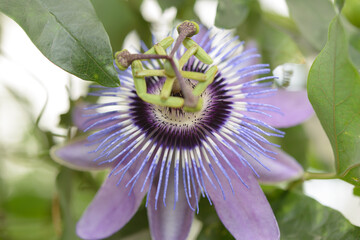 close-up of a passionflower or passifloraceae in bloom at the conservatory