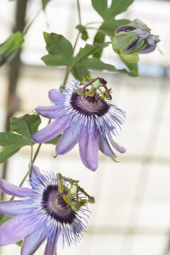 close-up of passionflowers or passifloraceae in bloom at the conservatory