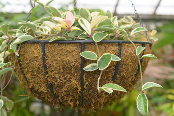 rustic-style hanging planter crafted from heavy-gauge wire and lined with natural moss or coir...