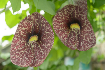 close-up of aristolochia grandiflora in bloom at the conservatory