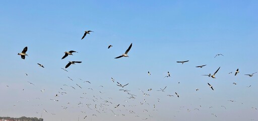 Seagulls birds fly in the blue sky, seagull, gulls, nature, flying, wildlife, flight, wings, animal, birds, fly, sky, blue, white,