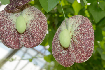 reverse-side close-up aristolochia grandiflora in bloom at the conservatory