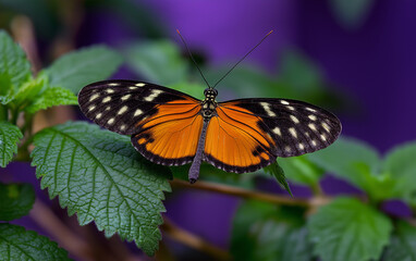 Obraz premium a colorful butterfly with black and orange wings is perched 