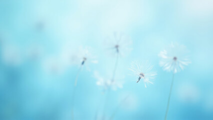Naklejka premium Soft focus of dandelion seed heads against a blurred light blue background with delicate wisps of white seeds