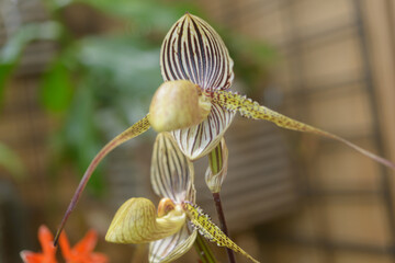 close-up of a paphiopedilum orchid