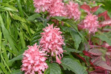 close-up of pink justica pink brazilian plume jacobina plant in bloom