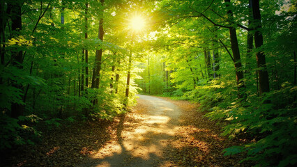 Obraz premium Sunlit forest path with green trees and foliage sunlight shining through the canopy creating shadows on the ground