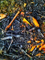 Arang Sisa Pembakaran Ranting