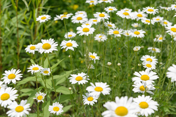 Fototapeta premium cluster of wildflowers (white daisy or fleabane)