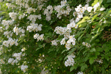 multiflora rose (Rosa multiflora), sometimes called bramble rose