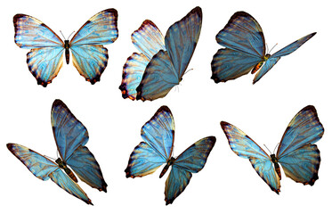 set of butterflies