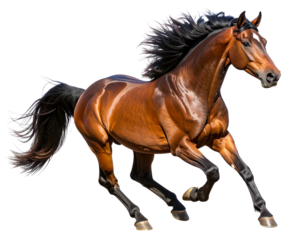  Powerful Brown Stallion Galloping with Flowing Mane, isolated on transparent background PNG