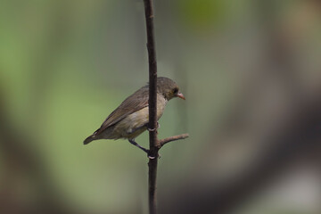bird on the fence