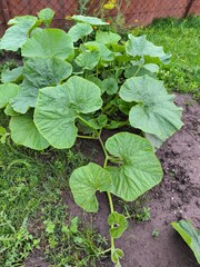pumpkin,lettuce growing in the garden