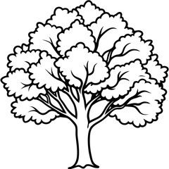 Camphor Tree line art vector