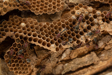 Close-up of a hornet's nest on a branch,Nest of Hornet. Larvae and adults in the nest axis on tree. 