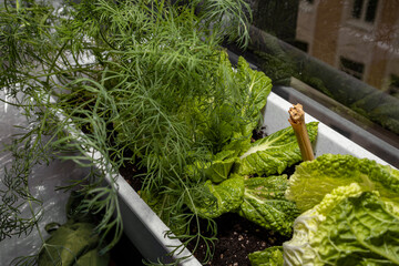 Seedlings on the windowsill in the apartment. Dill, cabbage, peas. Plants in containers. Vegetable garden on the windowsill