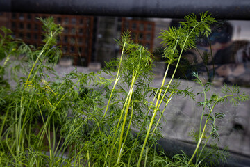 Seedlings on the windowsill in the apartment. Dill, cabbage, peas. Plants in containers. Vegetable garden on the windowsill