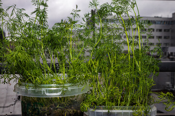 Seedlings on the windowsill in the apartment. Dill, cabbage, peas. Plants in containers. Vegetable garden on the windowsill