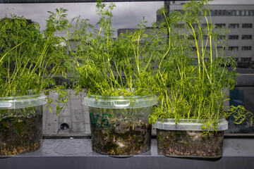 Seedlings on the windowsill in the apartment. Dill, cabbage, peas. Plants in containers. Vegetable...