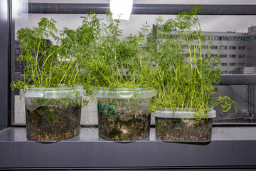 Seedlings on the windowsill in the apartment. Dill, cabbage, peas. Plants in containers. Vegetable garden on the windowsill