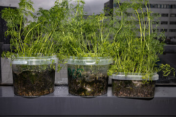 Seedlings on the windowsill in the apartment. Dill, cabbage, peas. Plants in containers. Vegetable...