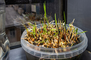 Seedlings on the windowsill in the apartment. Dill, cabbage, peas. Plants in containers. Vegetable garden on the windowsill