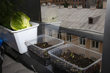 Seedlings on the windowsill in the apartment. Dill, cabbage, peas. Plants in containers. Vegetable garden on the windowsill