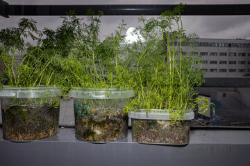 Seedlings on the windowsill in the apartment. Dill, cabbage, peas. Plants in containers. Vegetable garden on the windowsill