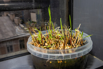 Seedlings on the windowsill in the apartment. Dill, cabbage, peas. Plants in containers. Vegetable garden on the windowsill