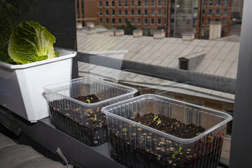 Seedlings on the windowsill in the apartment. Dill, cabbage, peas. Plants in containers. Vegetable garden on the windowsill