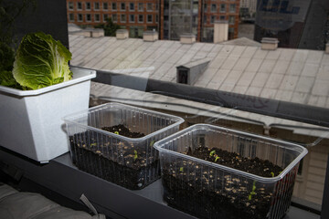 Seedlings on the windowsill in the apartment. Dill, cabbage, peas. Plants in containers. Vegetable...