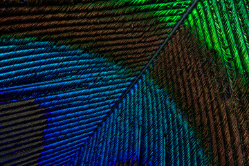 Peacock feather macro close up,Abstract peacock feather, macro close up. Vivid exotic bird feather...
