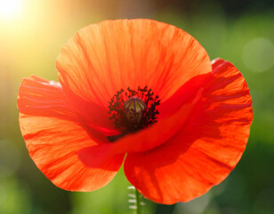 Fototapeta premium Vibrant Red Poppy Blossom in Sunlight