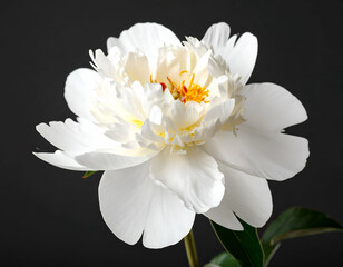 White Peony Blossom Against Dark Background