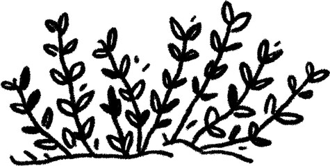 Hand-drawn sketch of thyme with clustered leaves for herbal designs