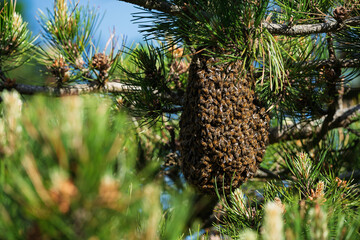 A swarm of bees hangs on a branch.
