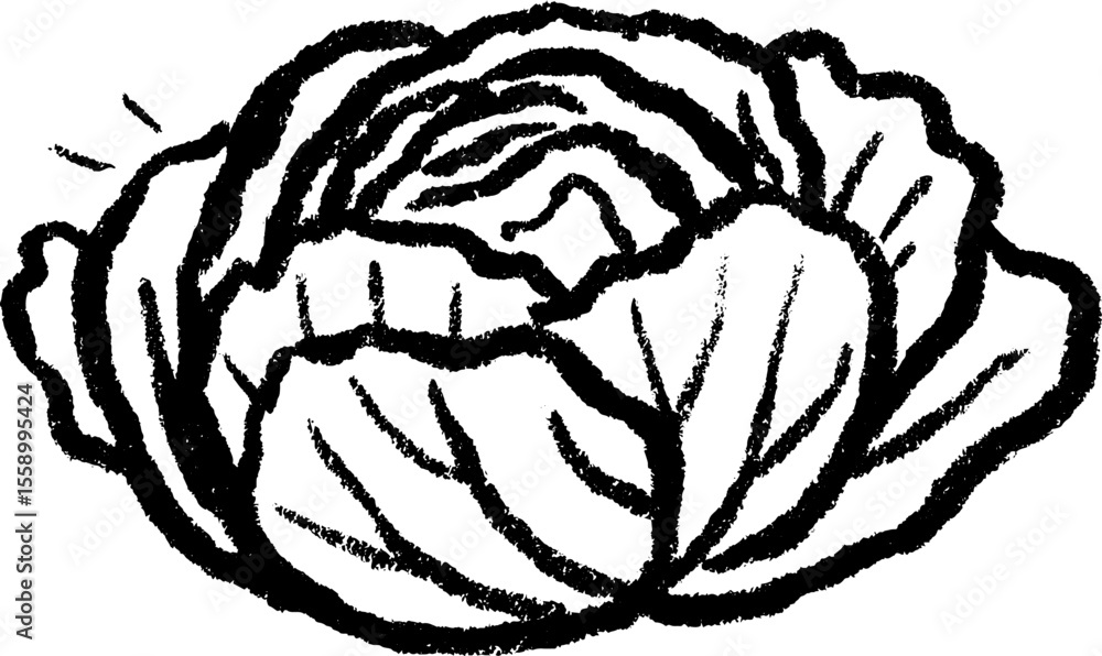 Poster textured sketch of cabbage half with visible details for artistic design