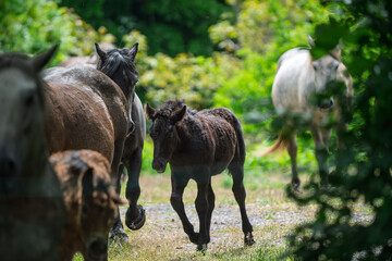 Young foals with their herd.