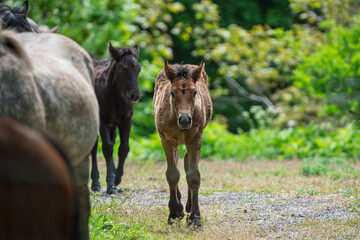 Young foals with their herd.