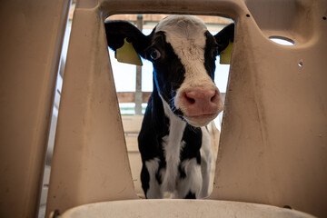 A young black and white calf with yellow ear tags peers through a triangular plastic enclosure,...