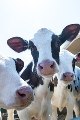 Three Holstein calves with pink noses and large ears stand close to the camera. Bright sunlight...