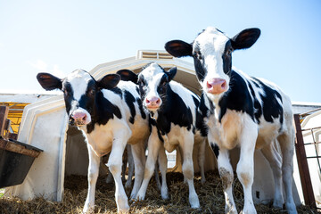 Three black and white Holstein calves stand on straw bedding near a white hutch. Their glossy coats...