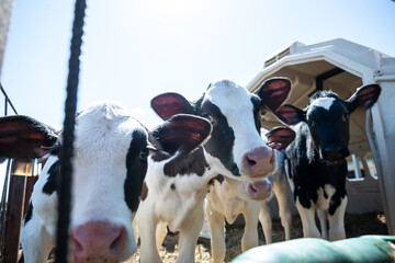 Three young black and white calves stand close together on straw bedding in a fenced area. A white plastic calf hutch is visible in bright sunlight. © True Pixel Art