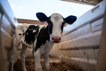 A black and white calf stands in a white plastic walled enclosure with straw bedding. Light filters...